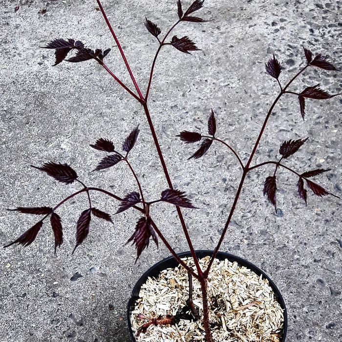 Astilbe "Chocolate Shogun"